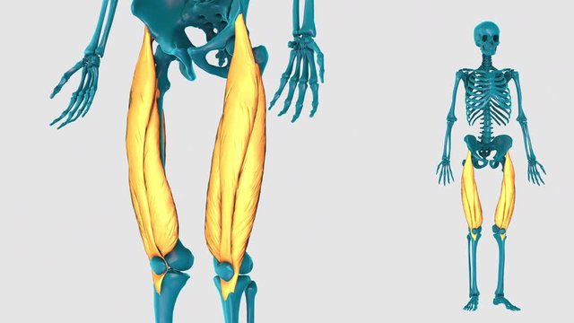 Quadriceps femoris-on a white background-3D HUMAN MUSCLE ATLAS