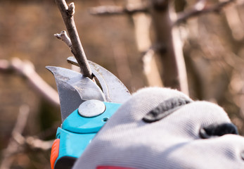 Closeup of spring pruning of fruit trees.