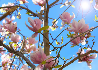 Pink magnolia tree under sunlight