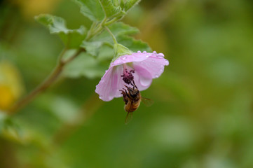 雨に濡れて下を向いているピンク色のアニソドンテアにミツバチがとまっている風景