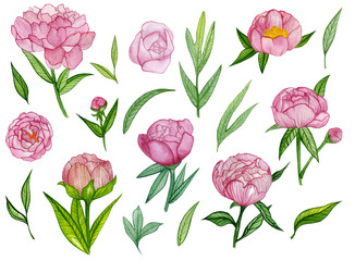 atercolor set with peonies and leafs. Pink flowers. Spring set.