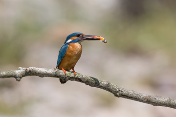 Martin pescatore con preda nel becco (Alcedo atthis)