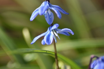 Sternhyazinthen (Chionodoxa)