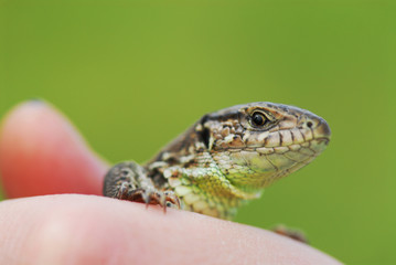Cute little lizard on a green background on the hand. Macro shooting