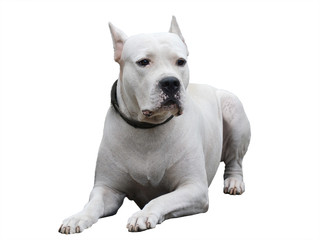 Fototapeta premium Dogo Argentino lies isolated on white background. Front view