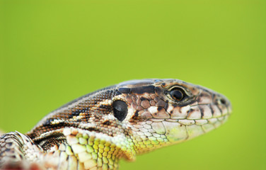 Cute little lizard on a green background on the hand. Macro shooting