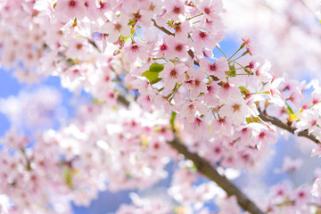 Obraz premium Nahaufnahme von hellrosa Kirschblüten im sonnigen Frühling