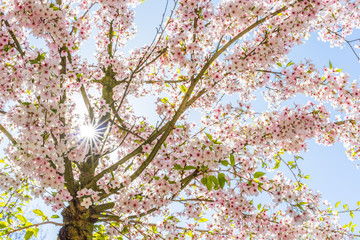 Sonnenstrahlen treten durch die rosa Blüten eines Kirschbaums