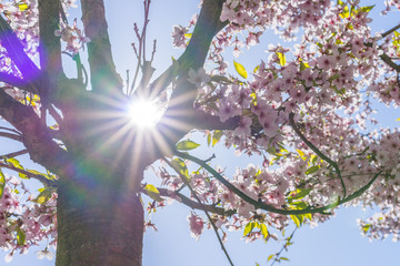 Sonnenstrahlen treten durch die rosa Blüten eines Kirschbaums