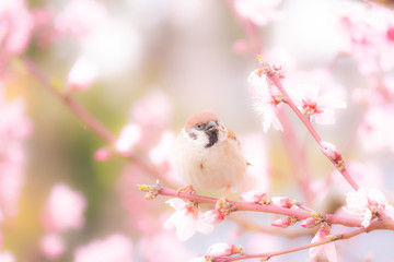 桜とスズメ