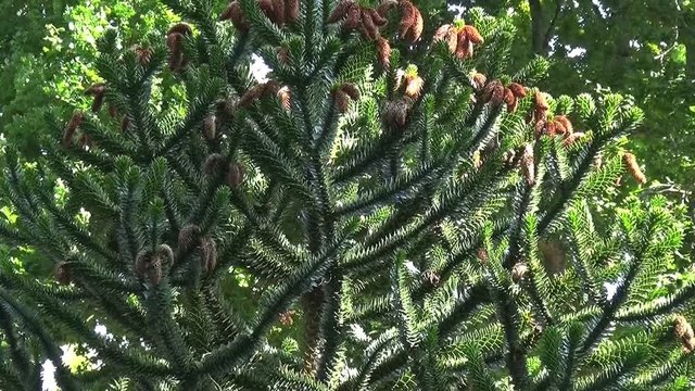 Arcachon, Le d&eacute;sespoir des singes au parc mauresque 01