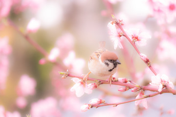 桜とスズメ