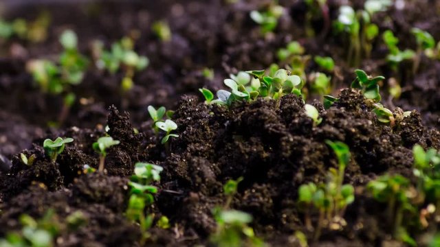 A seedling growing from the dirt time lapse video. Microgreens healthy food with vitamins.