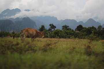 Obraz premium cow in the field