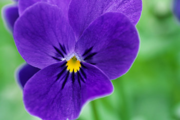 春・パンジーの花