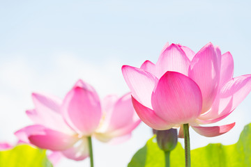 Fototapeta premium lotus flower