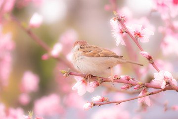 桜とスズメ