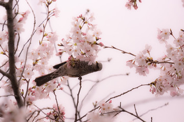 桜とヒヨドリ