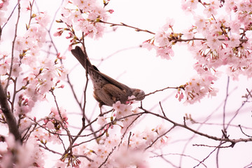 桜とヒヨドリ