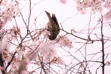 桜とヒヨドリ