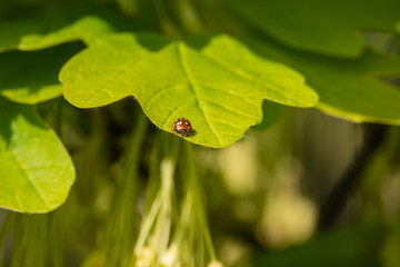 Cream Spotted Ladybird on Leaf in Springtime