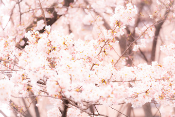 桜