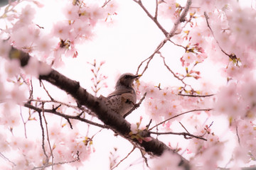 桜とヒヨドリ