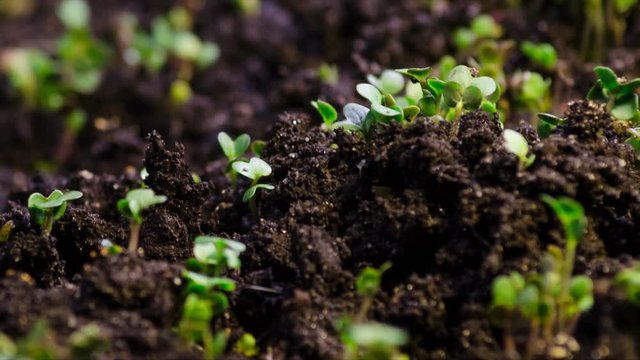 A seedling growing from the dirt time lapse video. Microgreens healthy food with vitamins.