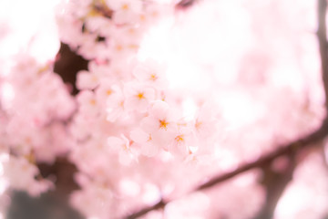 桜の玉