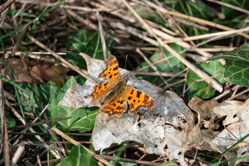 European Comma Butterfly on Leaf in Springtime