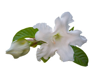 Fototapeta na wymiar White nepal Trumpet or Beaumontia brevityba. Oliv flower isolated on white background included clipping path.