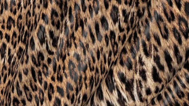 Spotted skin of a leopard in motion. Background of the canvas ripples. 