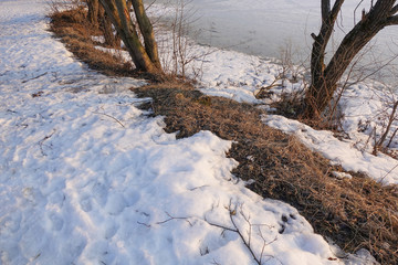 thawed patch. The melted snow exposed last year’s autumn dried, withered foliage. spring soon. snow is melting. winter.