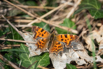 European Comma Butterfly on Leaf in Springtime