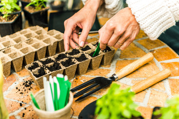 Planting seeds in Biodegradable pots