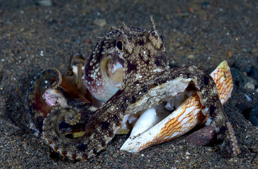 Incredible Underwater World - Coconut octopus - Amphioctopus marginatus. Diving and underwater photography. Tulamben, Bali, Indonesia.