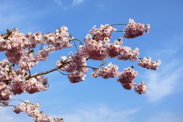 Kirschblüte