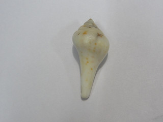 Dusk Conch-Dakshinavarti Shankh