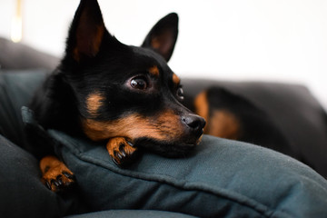 A little black dog with red spots is lying on cushions. Muzzle of a dog closeup