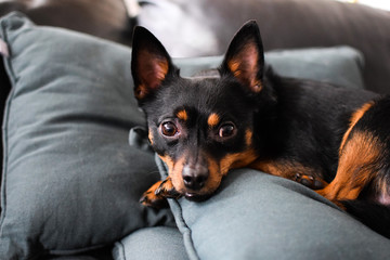 A little black dog with red spots is lying on cushions. Muzzle of a dog closeup