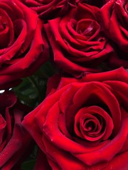 Beautiful red roses with water drops view 