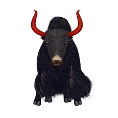 Hand drawn realistic portrait of black yak  – isolated illustration on the white background – symmetrical composition - 259115388