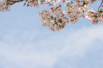 桜の花　青空