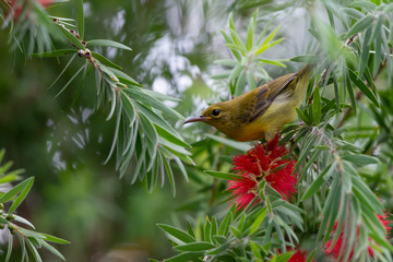 Beautiful bird perching on red brush flower in sunny day with sunlight in background..Juvenile brown throated sunbird   female  drinking sweet from red flower in summer time.