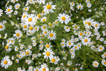 Flowering chamomile pharmacy. Many daisies, top view.