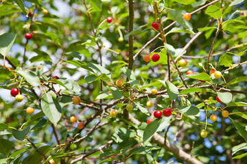 Ripening cherry on a branch of a cherry tree.