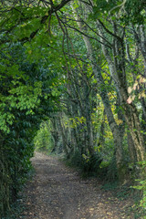 Obraz premium chemin au milieu des bois