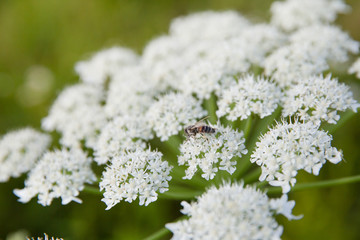 Bee collects nectar from the flowers of cow parsnip.