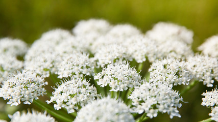 Flowering cow parsnip. White flowers close up.