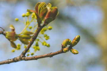 Spring Tree Buds Opening K, Shallow Depth of Field Macro Photography, Spring 2019